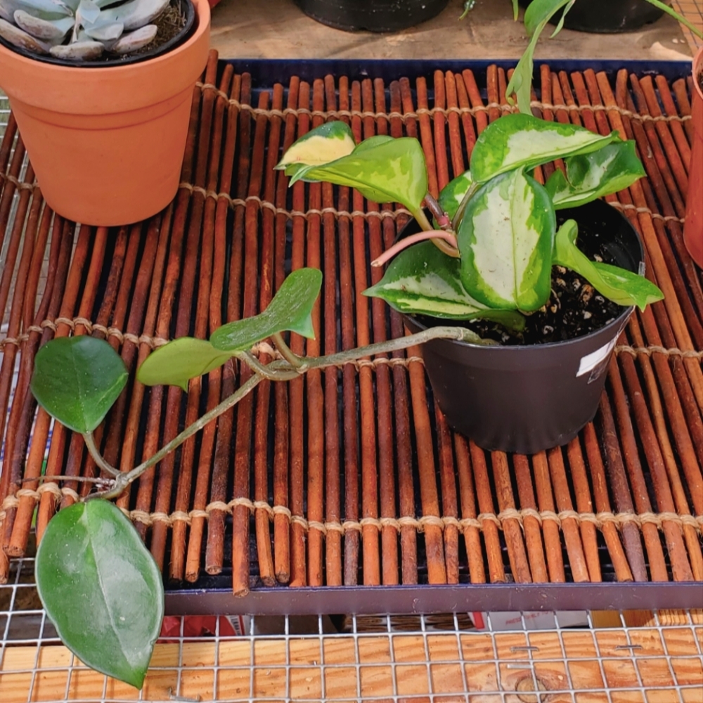 Hoya Krimson Princess 3" pot - Picture 2 of 6